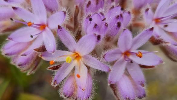 Dilatris corymbosa flowers